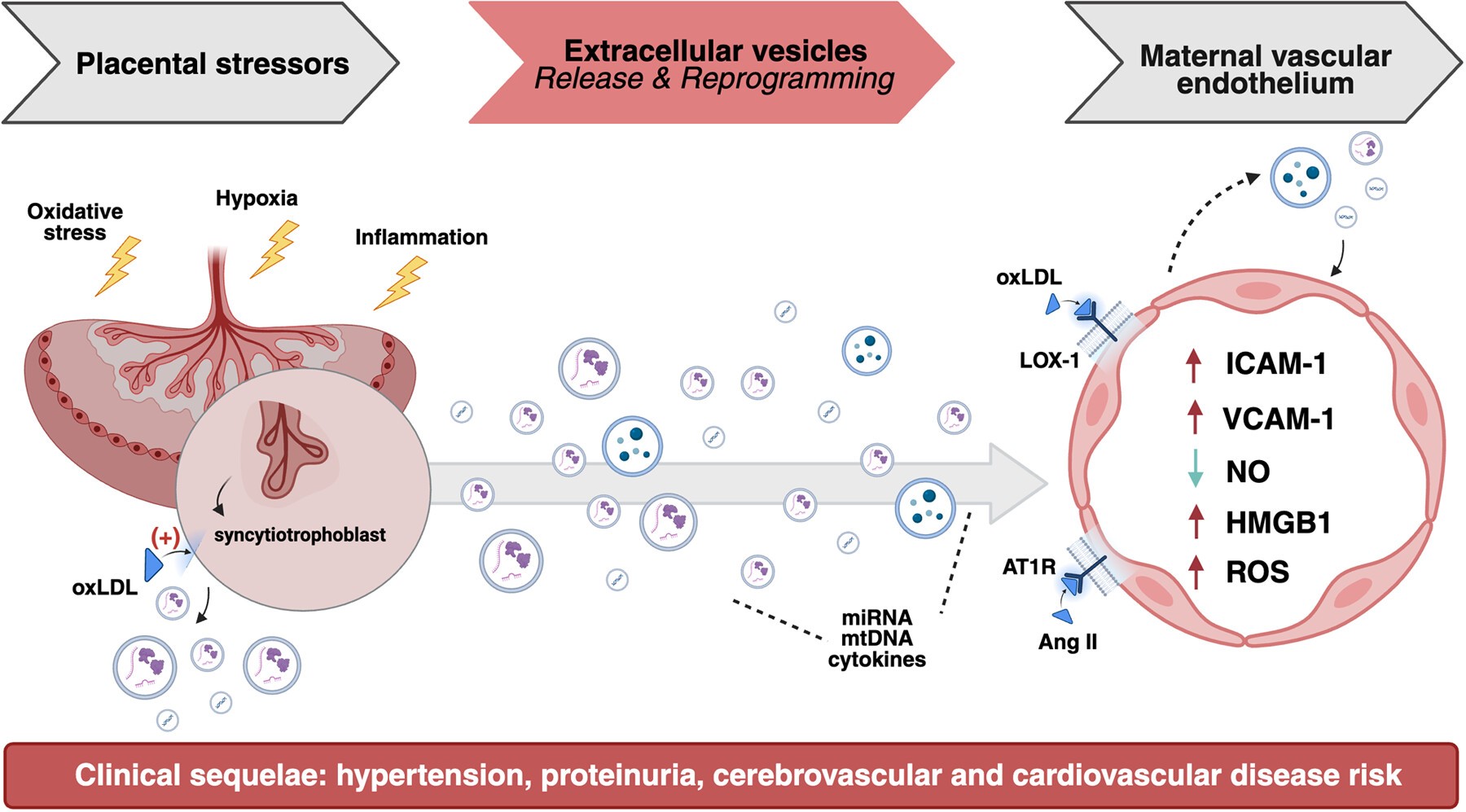 Schematic reproduced from: Hula N, Escalera D, Goulopoulou S. Extracellular vesicles in preeclampsia: drivers of vascular dysfunction and inflammation. Am J Physiol Heart Circ Physiol. 2025 Nov 5;329(6):H1560-H1574. doi: 10.1152/ajpheart.00584.2025. Copyright © 2025 The Authors. Licensed under Creative Commons Attribution CC-BY-NC-ND 4.0. Published by the American Physiological Society.