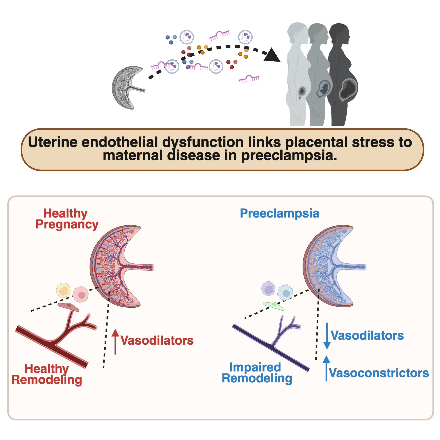 Graphical abstract reproduced with permission from Tucker SM, Hula N, Gardner JJ, Goulopoulou S. Endothelial Dysfunction in Preeclampsia: Focus on the Uteroplacental Circulation. Arteriosclerosis, Thrombosis, and Vascular Biology. 2026;46(6). © 2026 American Heart Association, Inc.