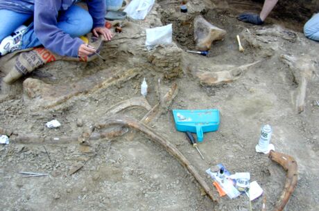 Study finds marks in fossilized dinosaur bones may not always be bite marks