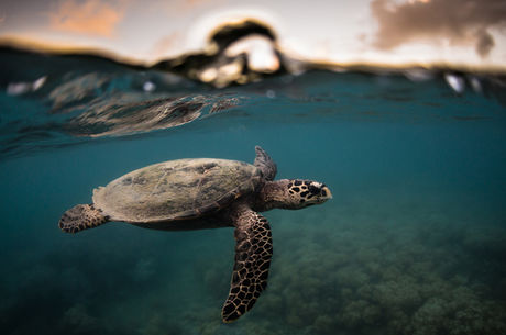 Study Uncovers Endangered Hawksbill Turtle Migration Secrets 