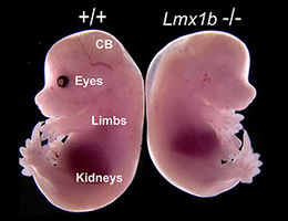 Developmental Biology