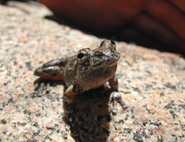 amphibian