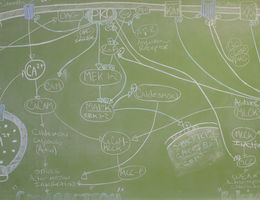 Dr. Longo's Chalkboard